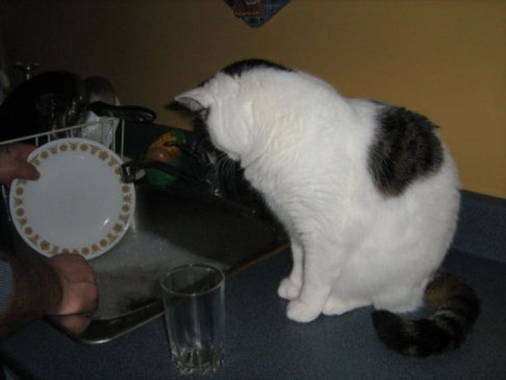 Picture of a cat / kitten / feline