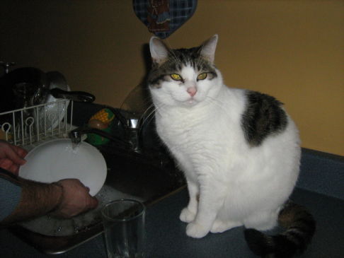 Picture of a cat / kitten / feline