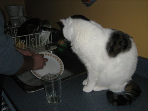 Picture of a cat / kitten / feline