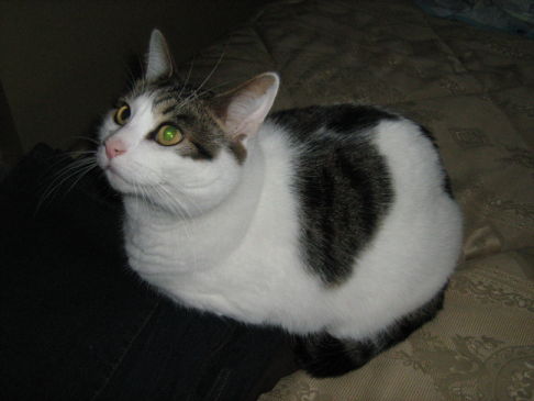 Picture of a cat / kitten / feline