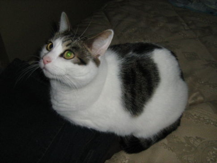 Picture of a cat / kitten / feline