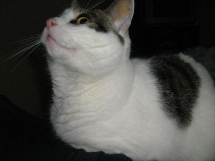 Picture of a cat / kitten / feline