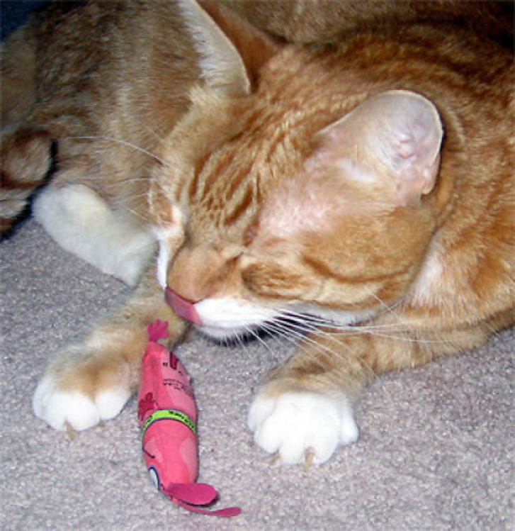 Picture of a cat / kitten / feline