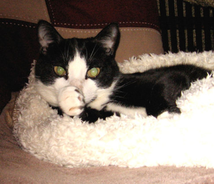 Picture of a cat / kitten / feline