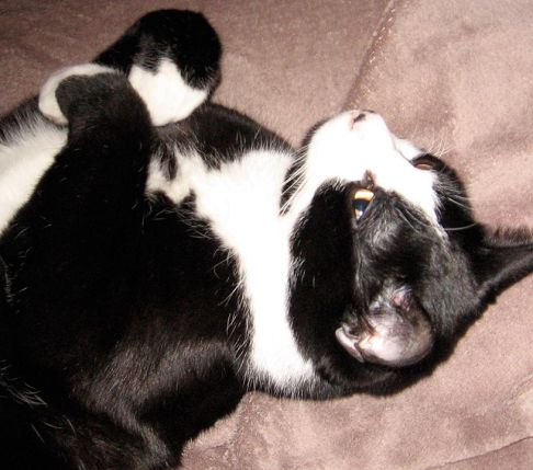 Picture of a cat / kitten / feline