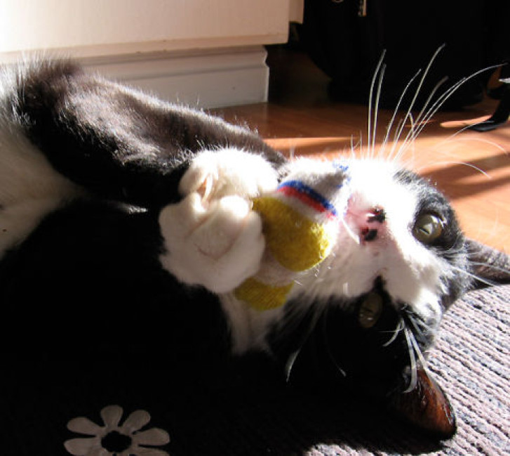 Picture of a cat / kitten / feline