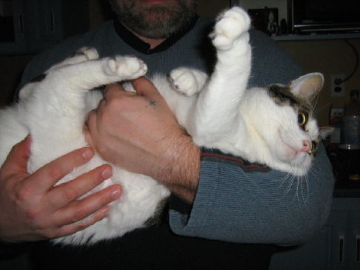 Picture of a cat / kitten / feline