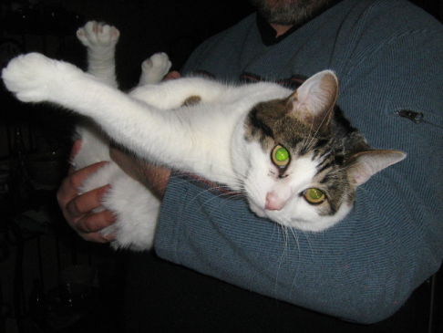 Picture of a cat / kitten / feline