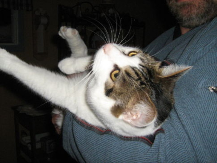 Picture of a cat / kitten / feline