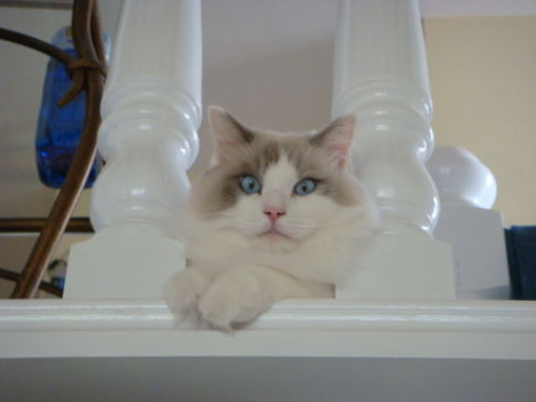 Picture of a cat / kitten / feline