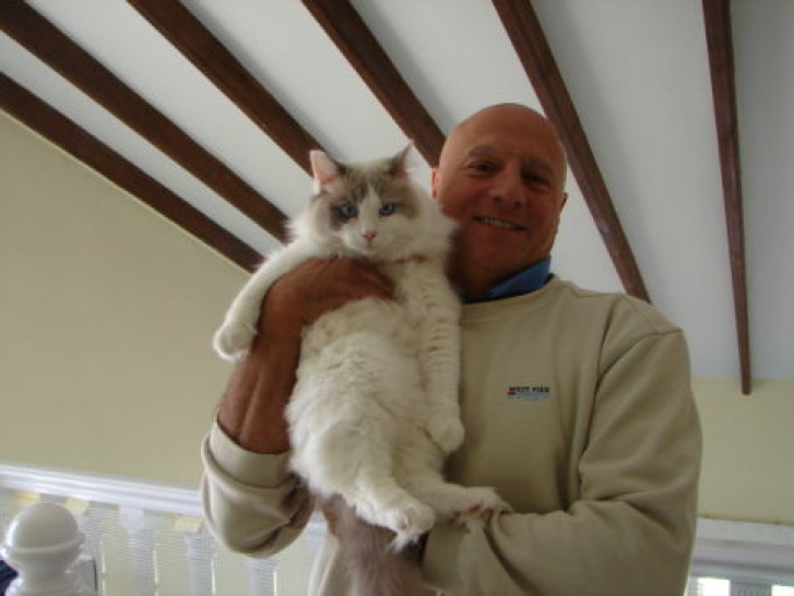 Picture of a cat / kitten / feline