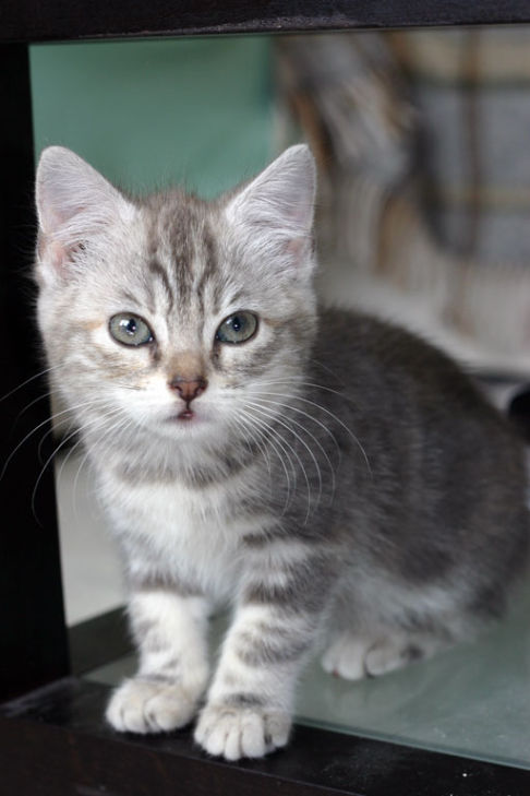 Picture of a cat / kitten / feline