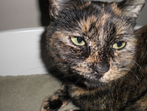 Picture of a cat / kitten / feline