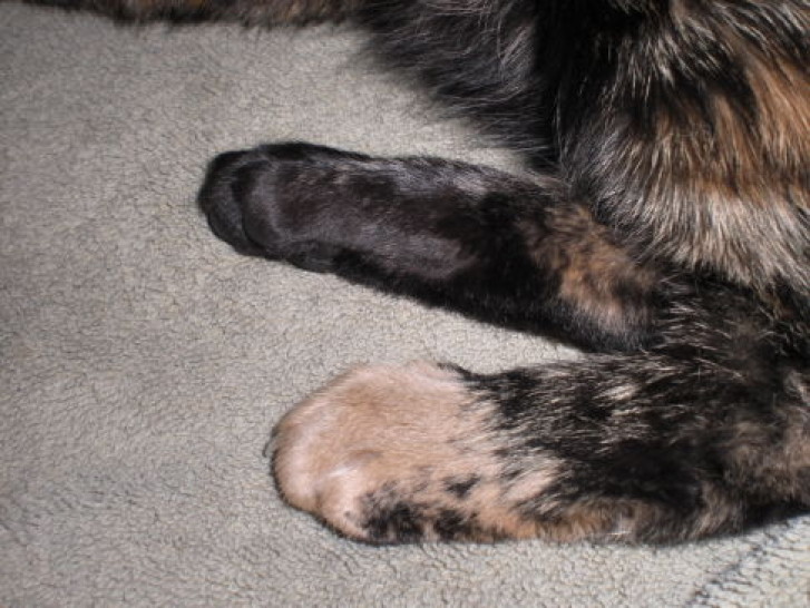 Picture of a cat / kitten / feline