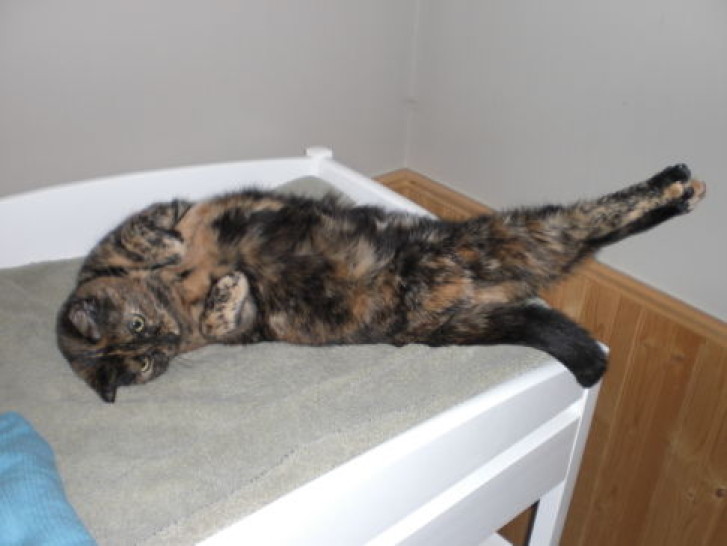 Picture of a cat / kitten / feline