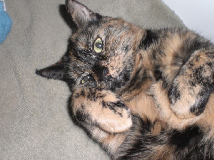 Picture of a cat / kitten / feline