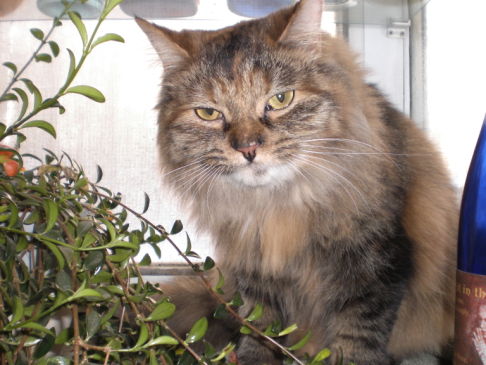 Picture of a cat / kitten / feline