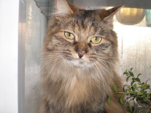 Picture of a cat / kitten / feline