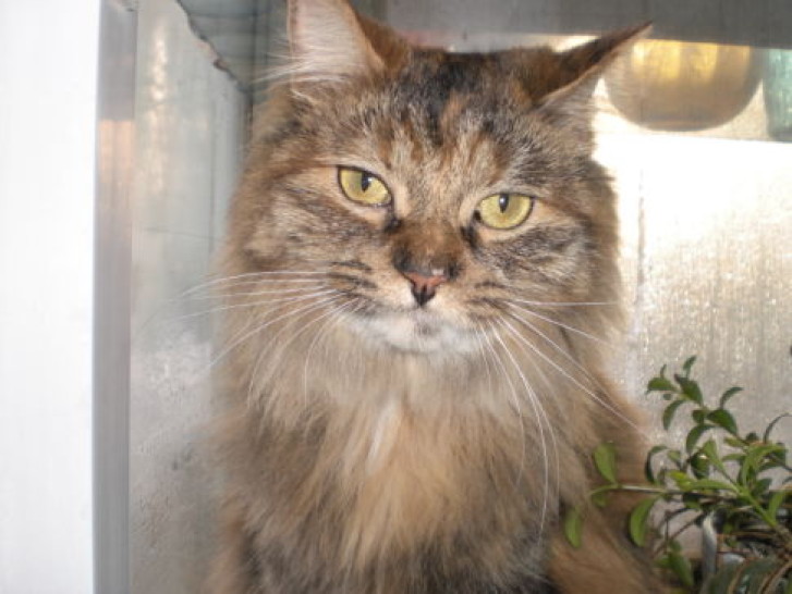 Picture of a cat / kitten / feline