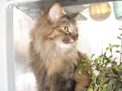 Picture of a cat / kitten / feline