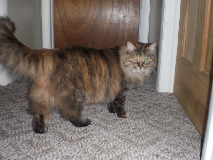 Picture of a cat / kitten / feline