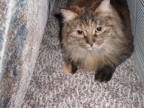 Picture of a cat / kitten / feline