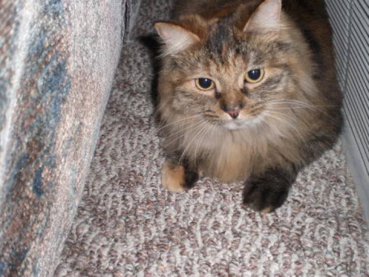 Picture of a cat / kitten / feline