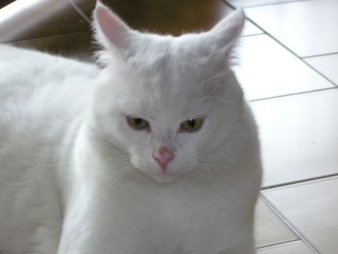 Picture of a cat / kitten / feline