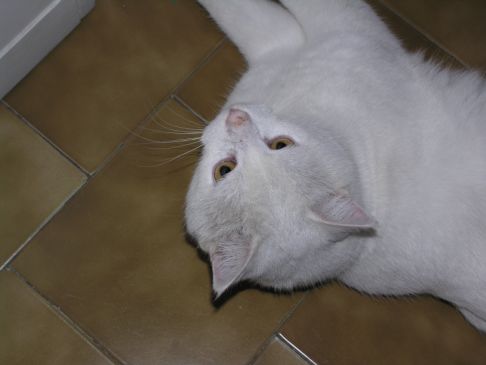 Picture of a cat / kitten / feline