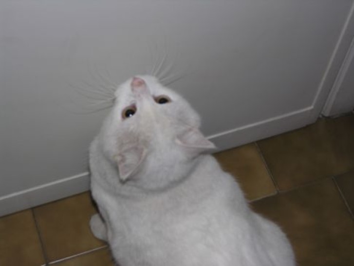 Picture of a cat / kitten / feline