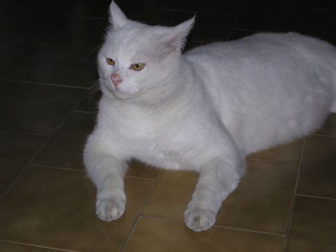 Picture of a cat / kitten / feline