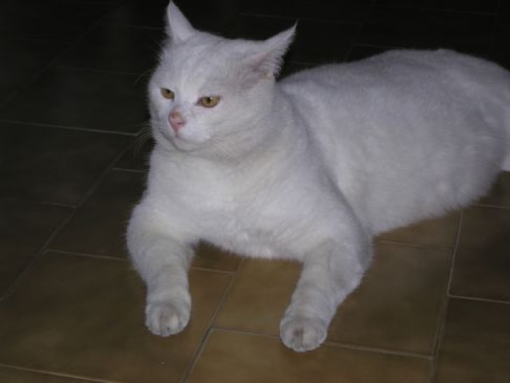 Picture of a cat / kitten / feline