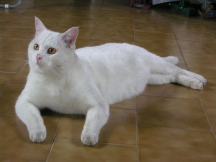 Picture of a cat / kitten / feline