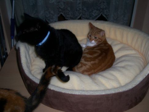 Picture of a cat / kitten / feline