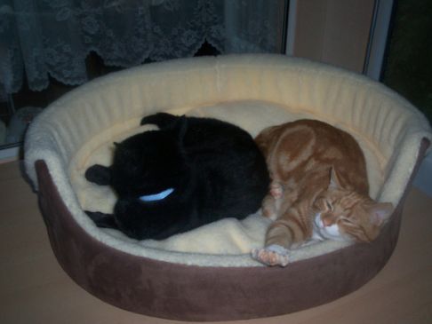 Picture of a cat / kitten / feline