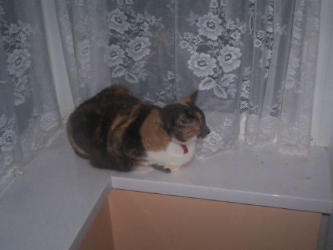 Picture of a cat / kitten / feline