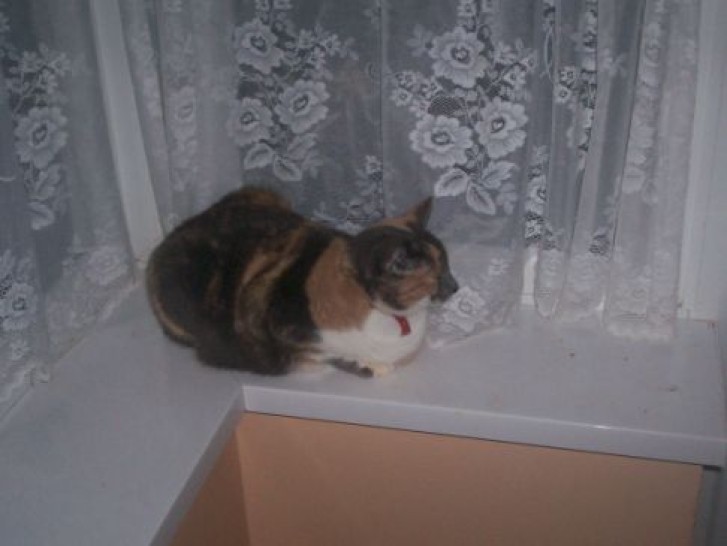 Picture of a cat / kitten / feline