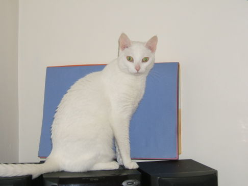 Picture of a cat / kitten / feline