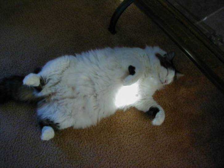 Picture of a cat / kitten / feline