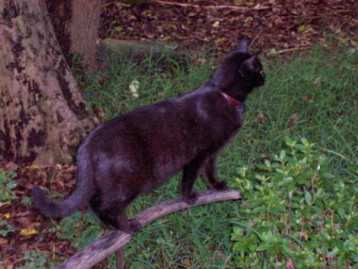 Picture of a cat / kitten / feline