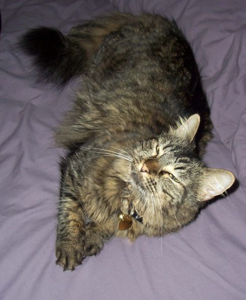 Picture of a cat / kitten / feline