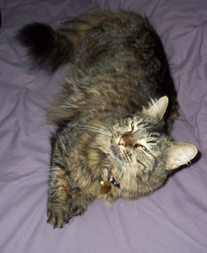 Picture of a cat / kitten / feline