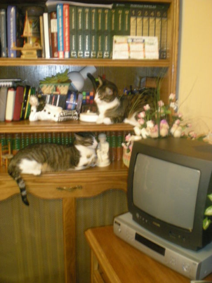 Picture of a cat / kitten / feline