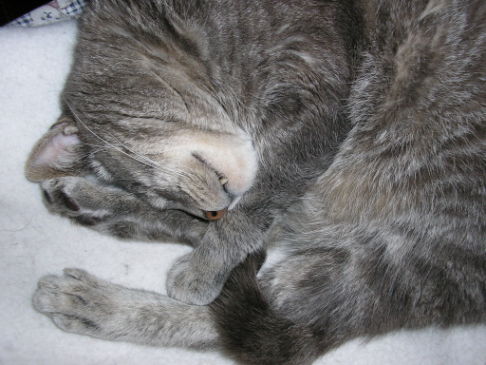 Picture of a cat / kitten / feline