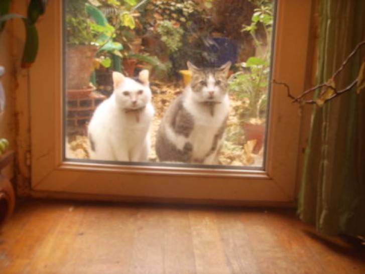 Picture of a cat / kitten / feline