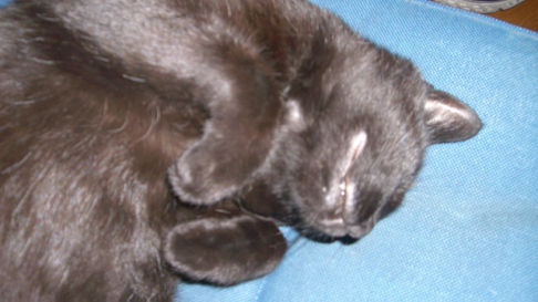 Picture of a cat / kitten / feline