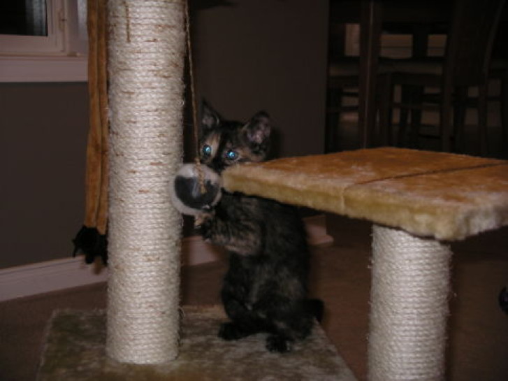 Picture of a cat / kitten / feline