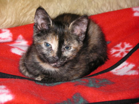 Picture of a cat / kitten / feline