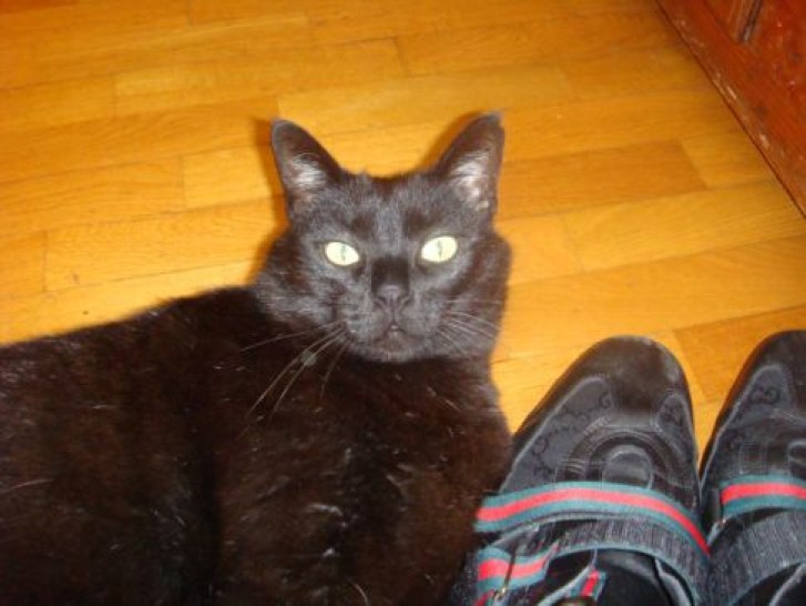 Picture of a cat / kitten / feline