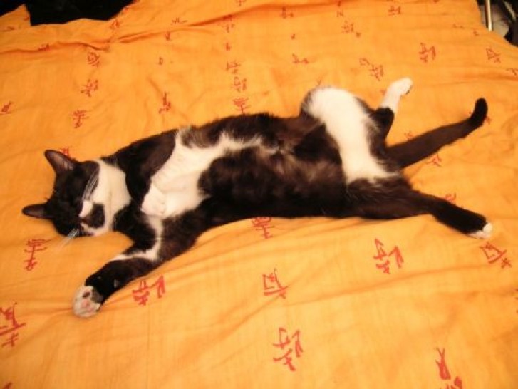 Picture of a cat / kitten / feline